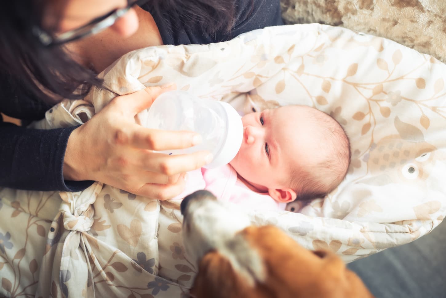 An image of a Mother feeding A newborn baby. A woman feeds a newborn with modified milk from a bottle.